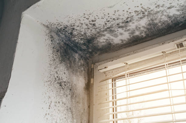 Trusted Crawl Space Mold Removal service in Aquasco, MD - Cheap Mold Removal